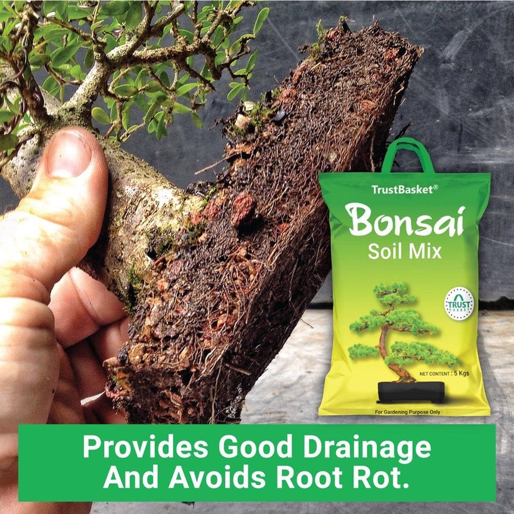 New-BONSAI-Secondary-images05_1024x1024_13aaf779-93ad-460f-835e-05d8cd31dd12.jpg