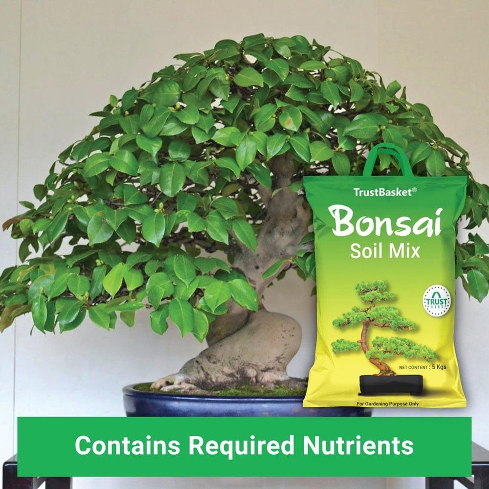 New-BONSAI-Secondary-images06_1024x1024_3a121f4f-a67d-490a-a4be-23adecb5428d.jpg