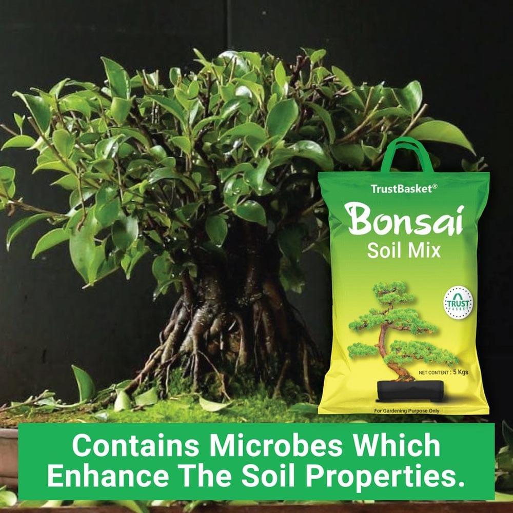 New-BONSAI-Secondary-images07_1024x1024_68a7c19a-07cd-4e76-a4bc-63b5fe1a0b59.jpg