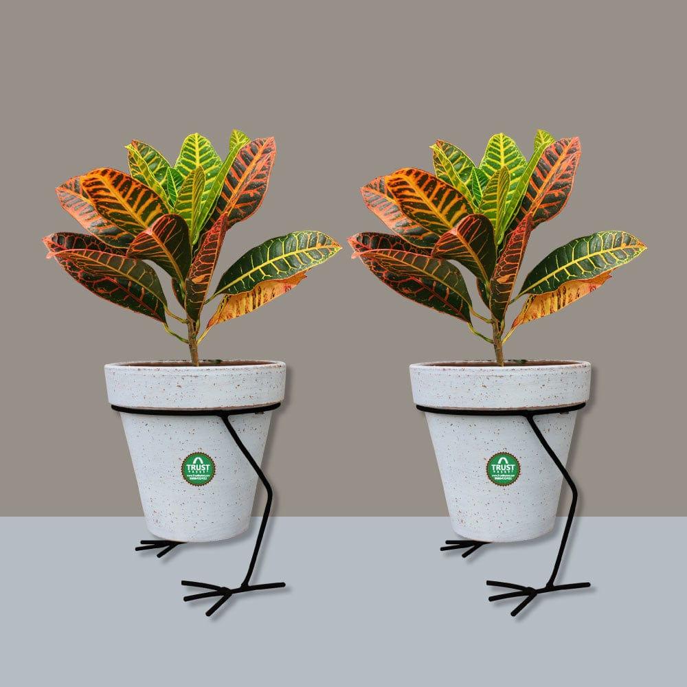 Duck-Stand-Set-of-2.jpg