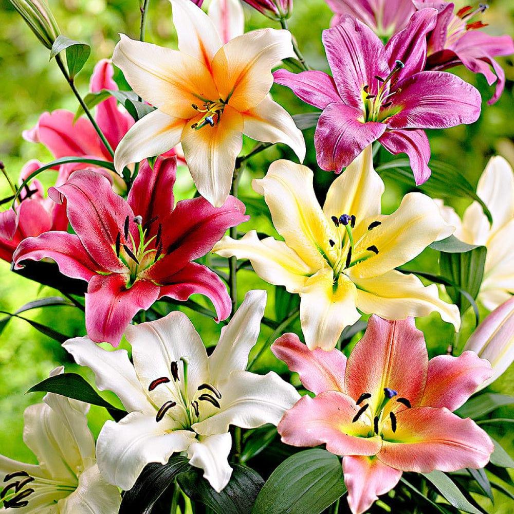 Lilium--Bulbs_a11fd584-86ab-42a8-a9b7-c003f594a3f6.jpg