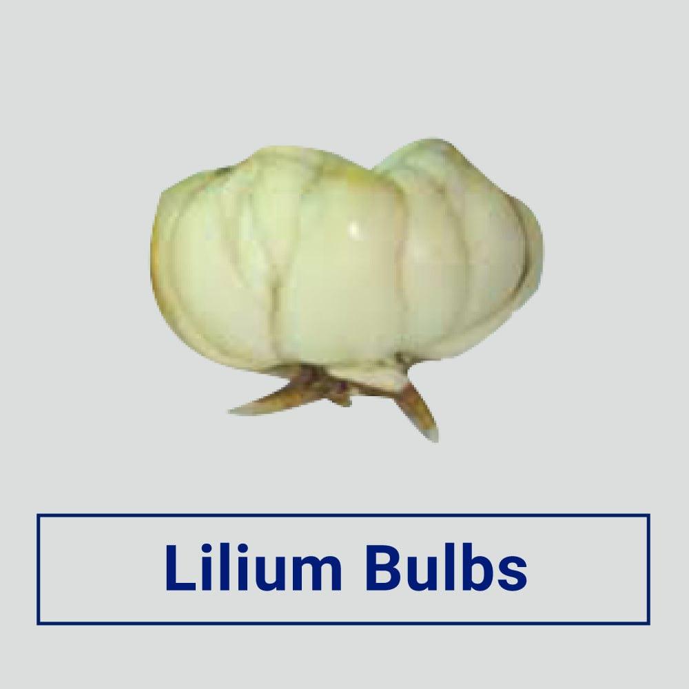 Lilium--Bulbs_0.jpg