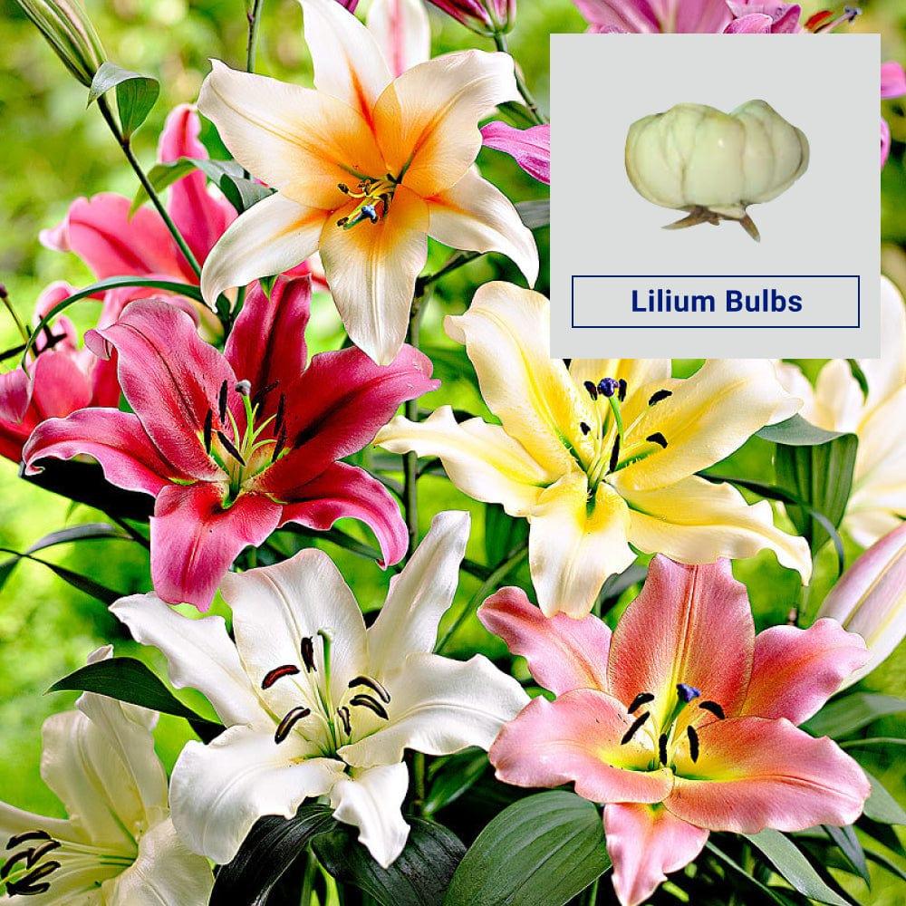 Lilium--Bulbs_1.jpg