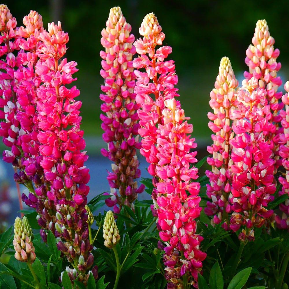 Lupine_264821d8-c8a8-49c3-9a09-a0838574c753.jpg
