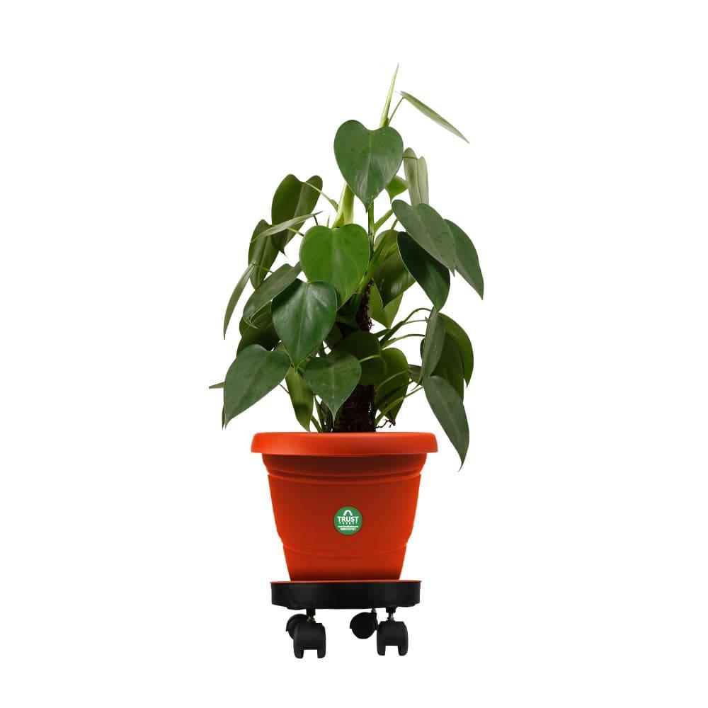 wheel-plant-stand-front-1.jpg
