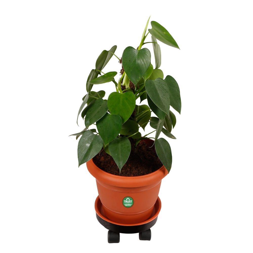 wheel-plant-stand.jpg