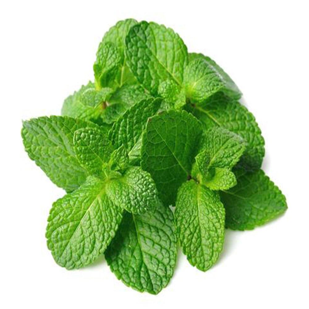 Mint-Seeds.jpg