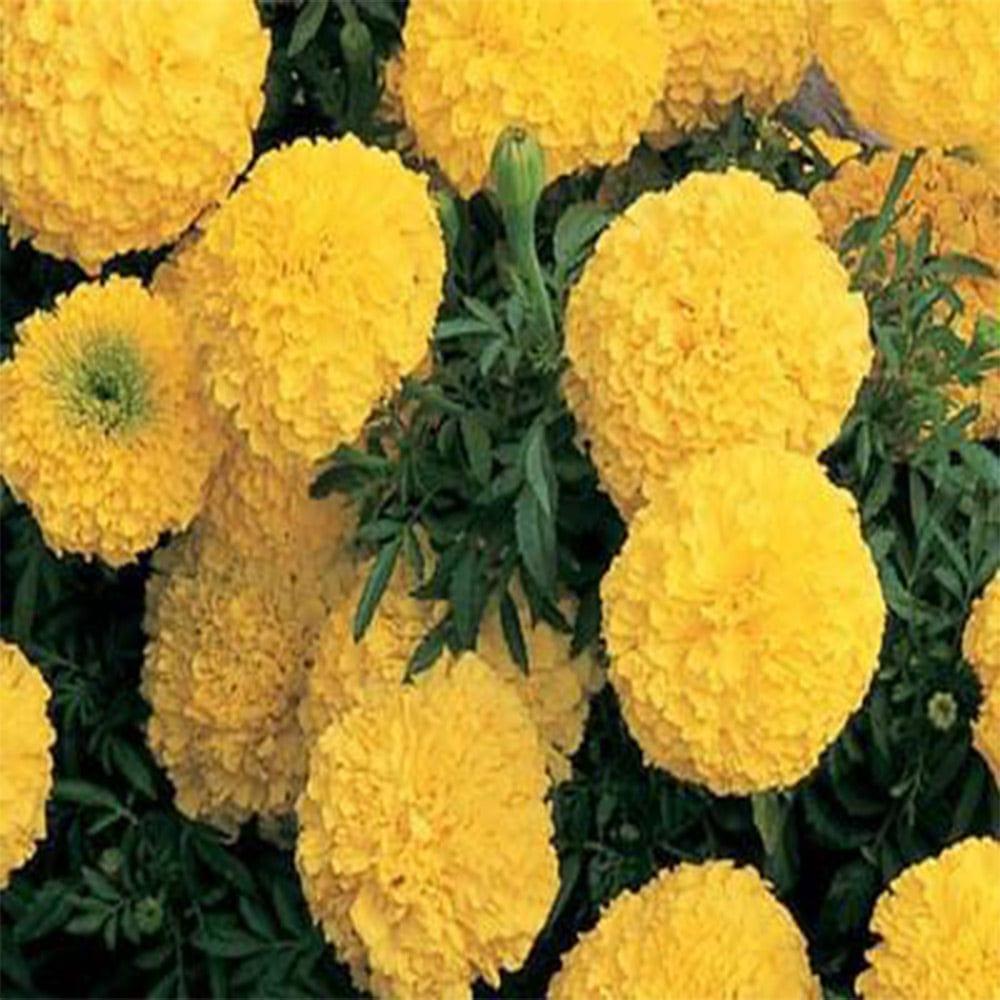 Mari-gold-yellow.jpg