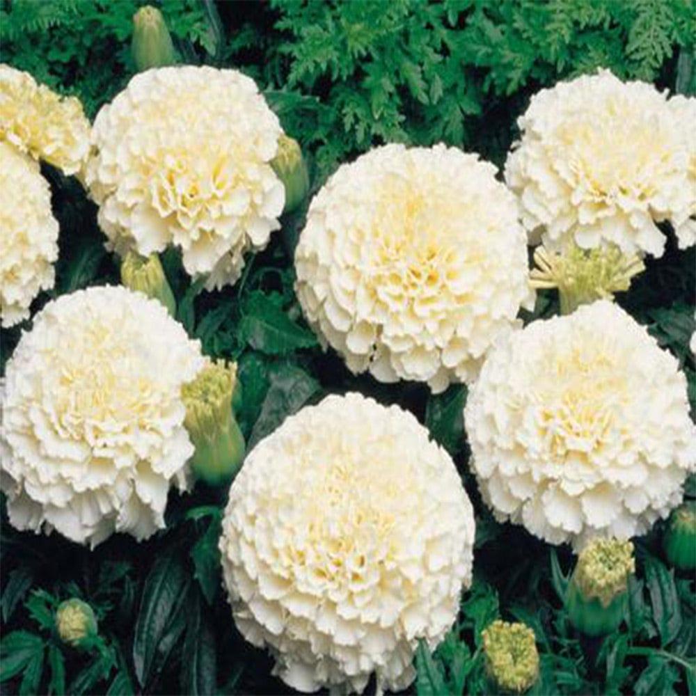 Mari-Gold-white.jpg