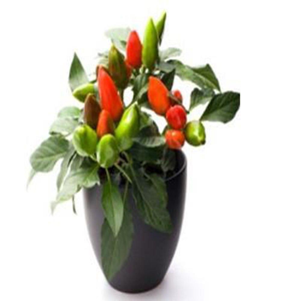 Ornamental-Chilli.jpg