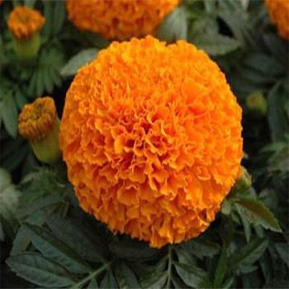 Mari-gold-orange-seeds.jpg