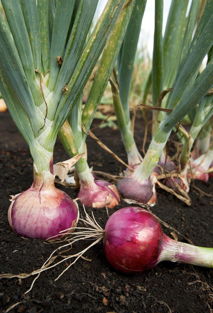ARS_red_onion.jpg