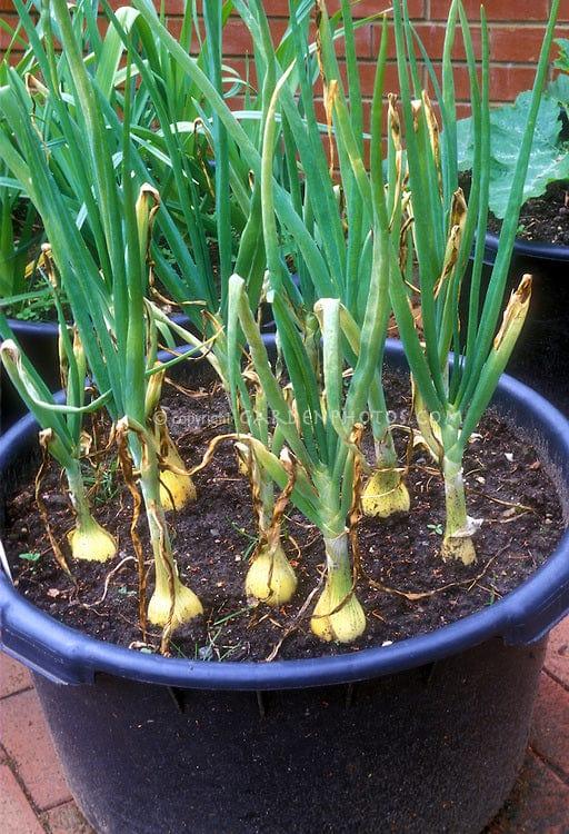 Shallots-Container-Growing-40206.jpg
