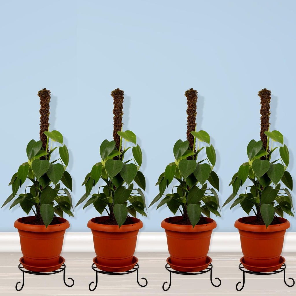 Premium-Pot-Stand-for-Plants-4.jpg