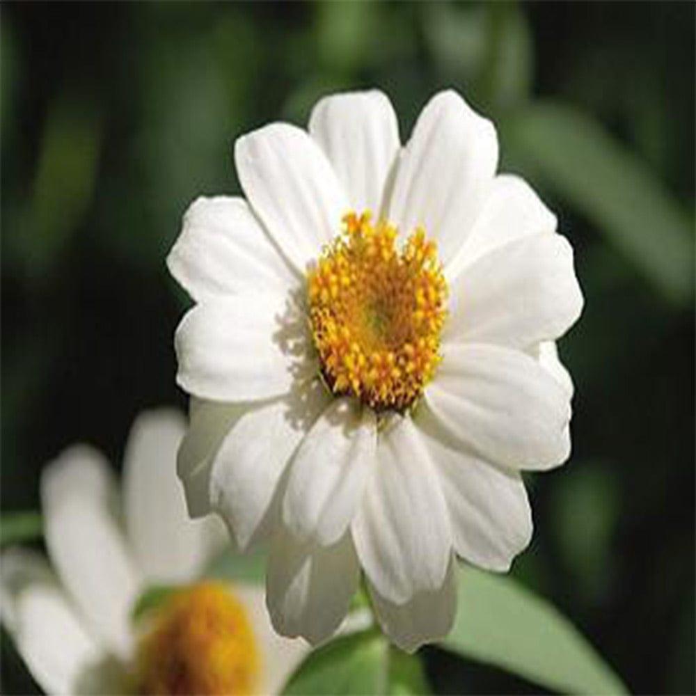Zinia-White-seeds.jpg