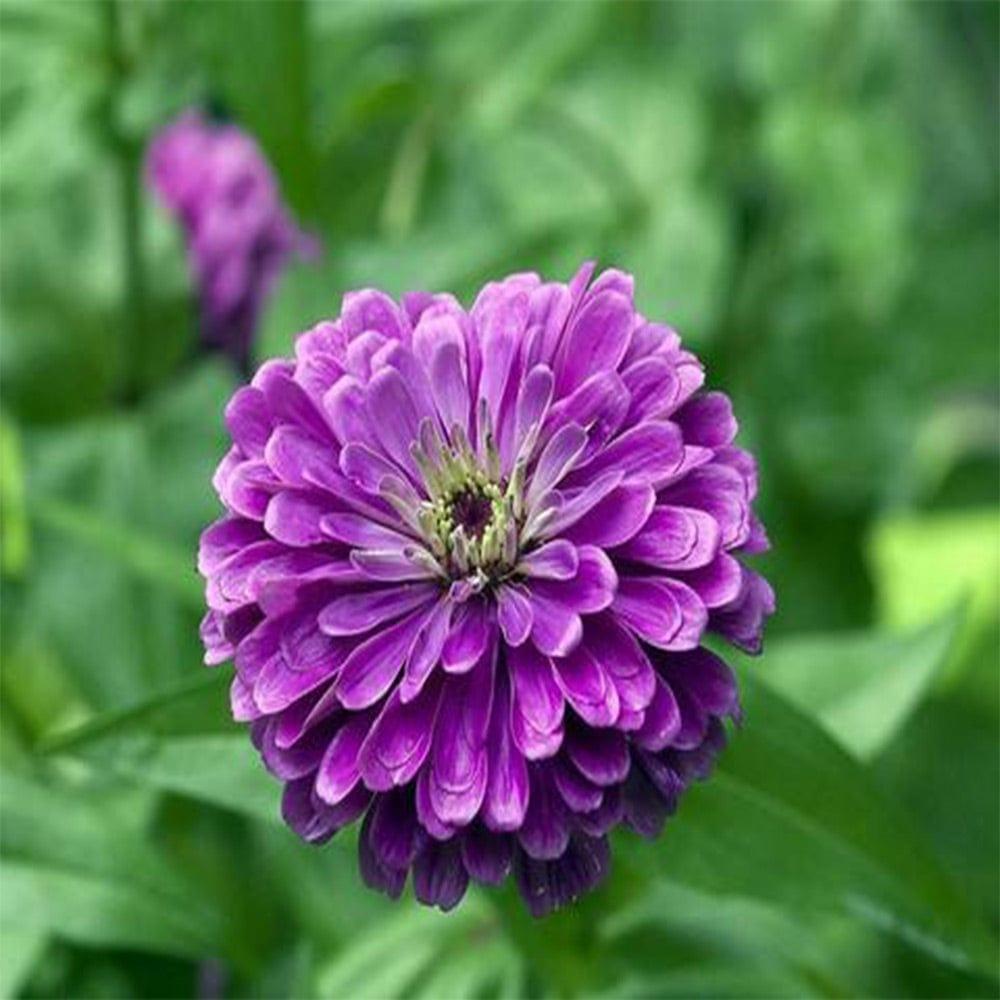 Zinia-Purple.jpg