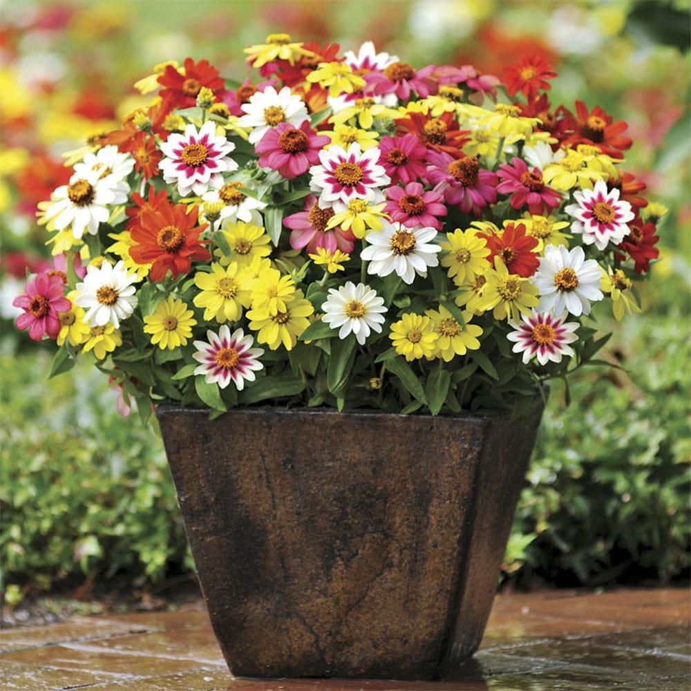 Zinia-Mixed_c174dc67-0a41-4a7e-a2b2-fe08003b0ff1.jpg
