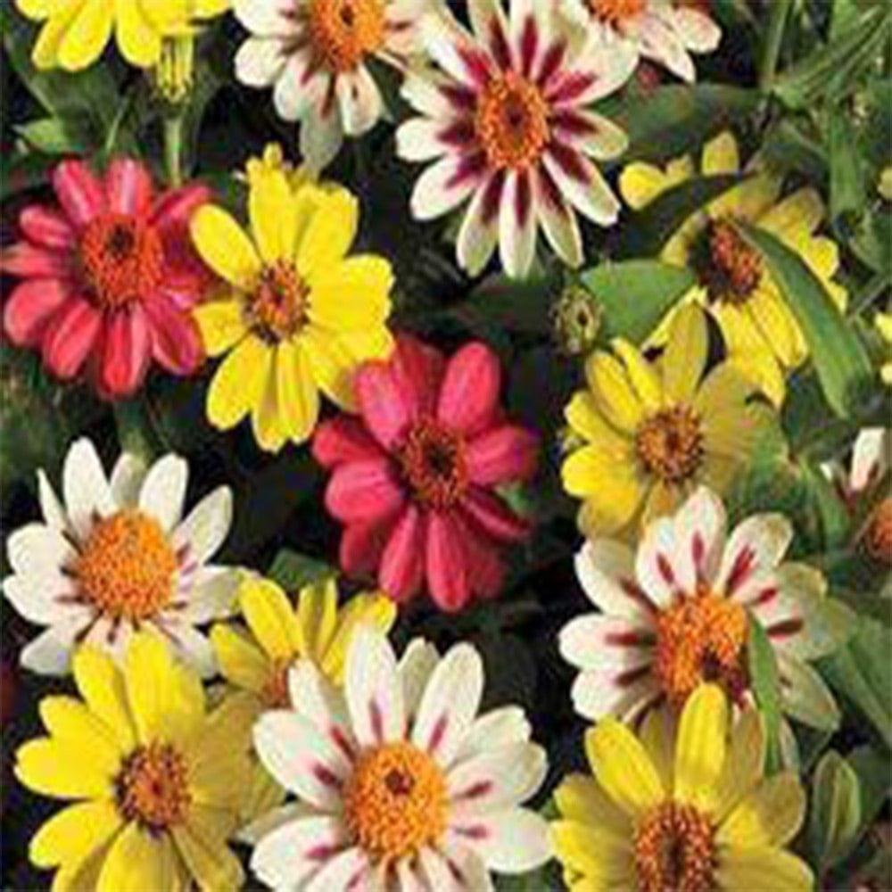 Zinia-Mixed-seeds_f8ba78f7-c08d-4654-86fd-0eaaef86378e.jpg