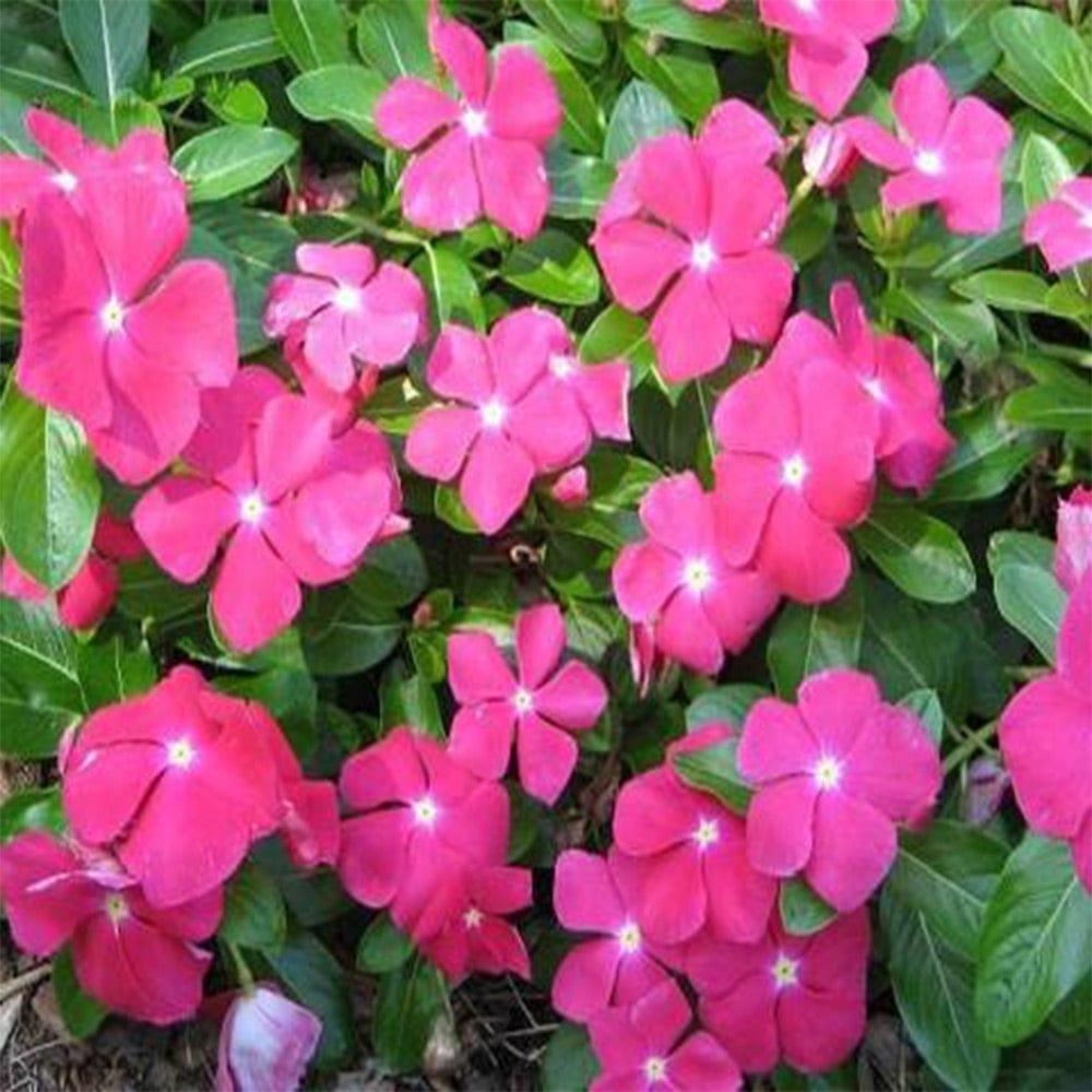 Vinca-Pink-Seeds_3f0b60c1-b2fe-4124-99b4-b1290c7ee108.jpg