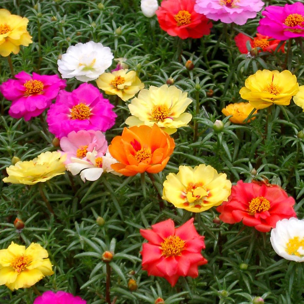 Portulaca_196bb147-437a-4637-9a89-3e5115a5317f.jpg