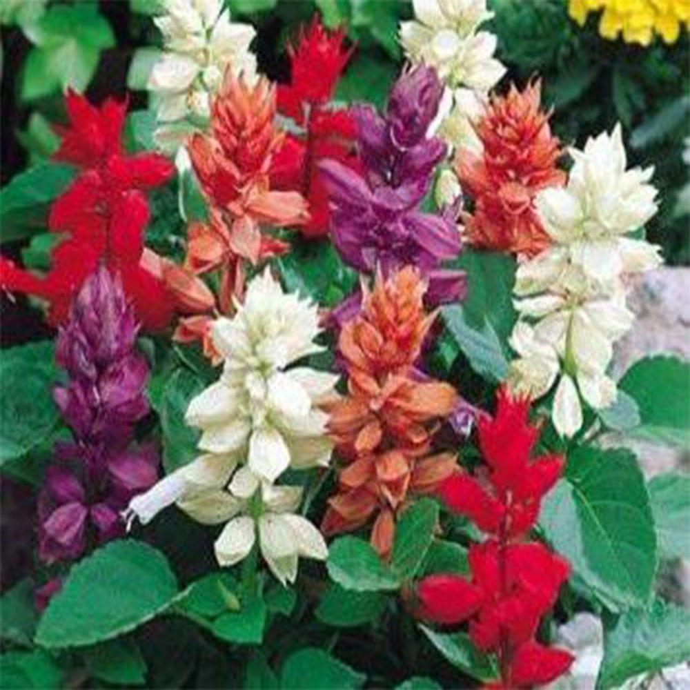 Salvia-Mixed-seeds.jpg