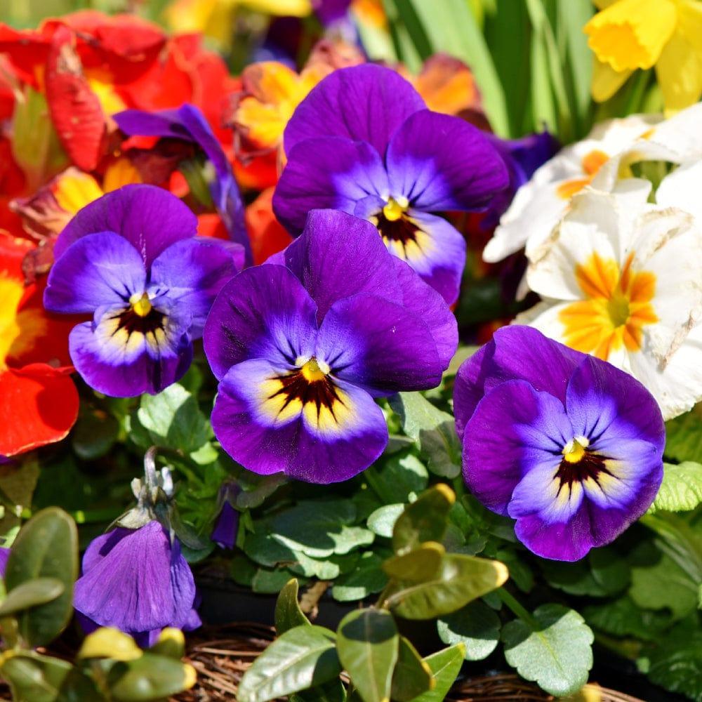 pansy_c9456d6e-cdfd-406b-a450-8ad35dd7e70a.jpg
