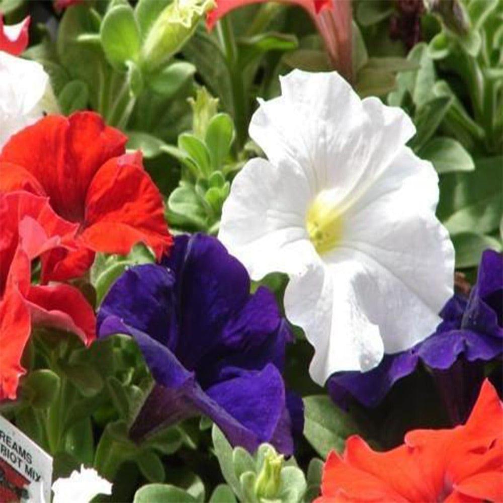 Petunia-Mixed-Seeds.jpg