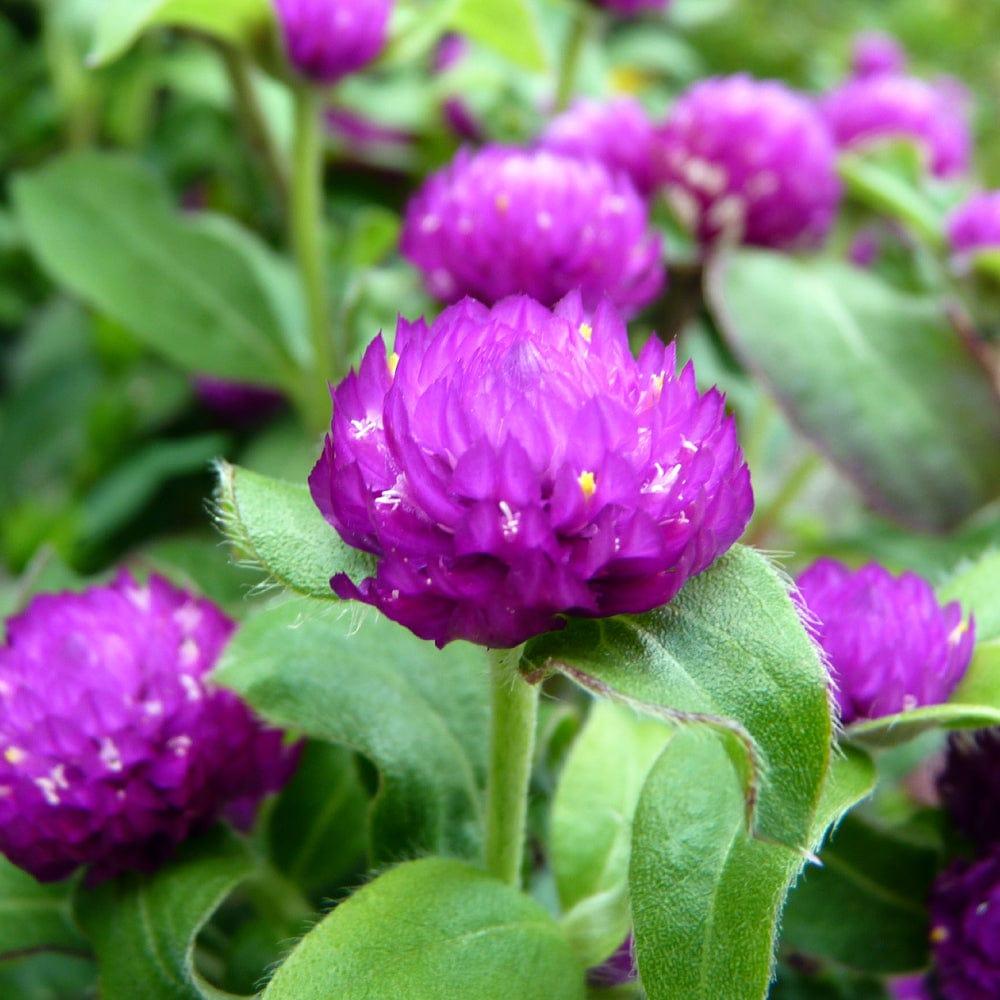Gomphrena.jpg
