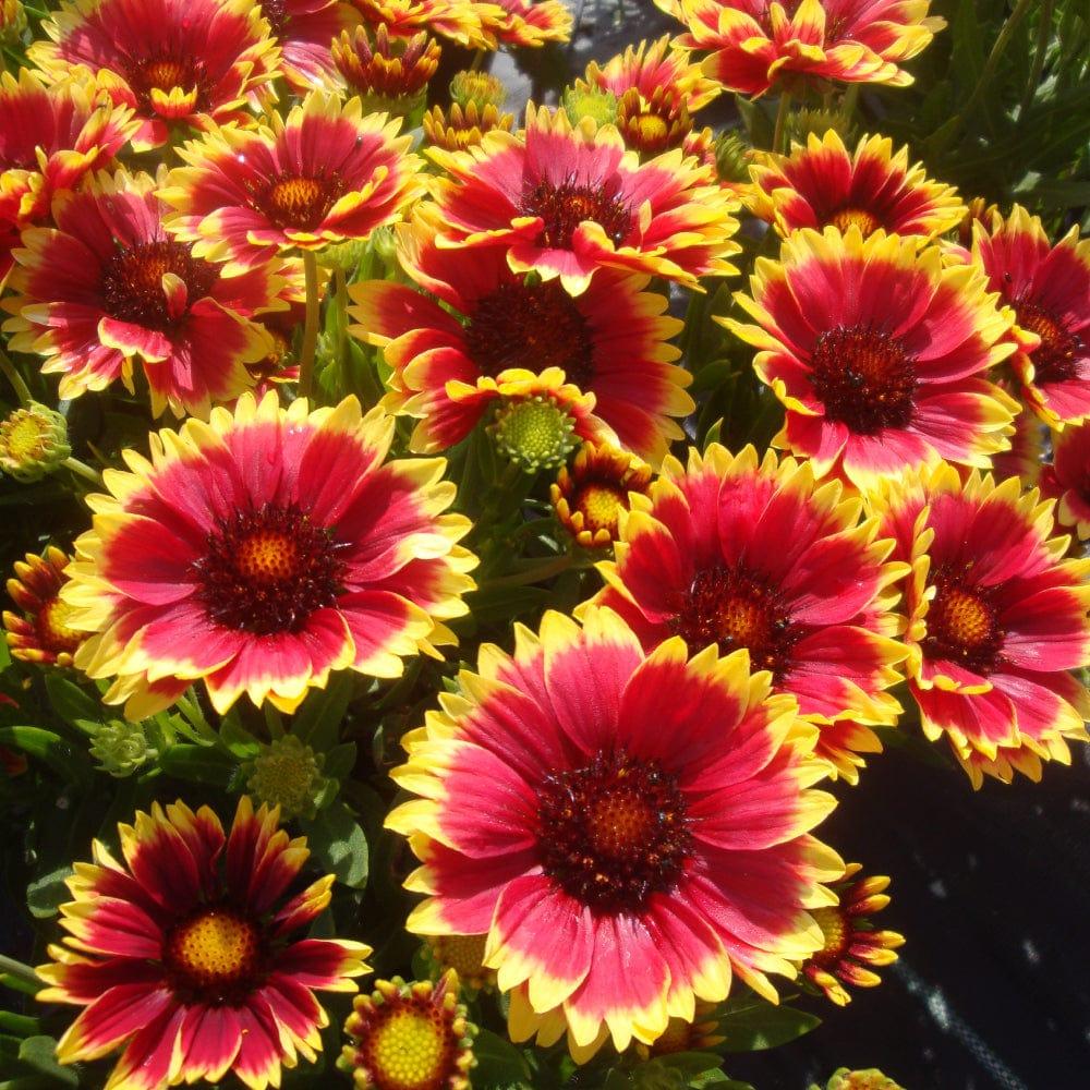 Gaillardia.jpg
