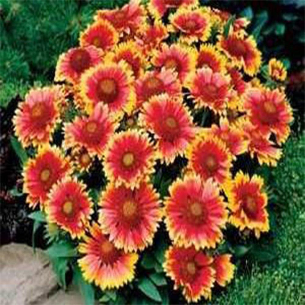 Gaillardia-Seeds_58ff360b-0feb-4773-99ee-314b6f111ff4.jpg
