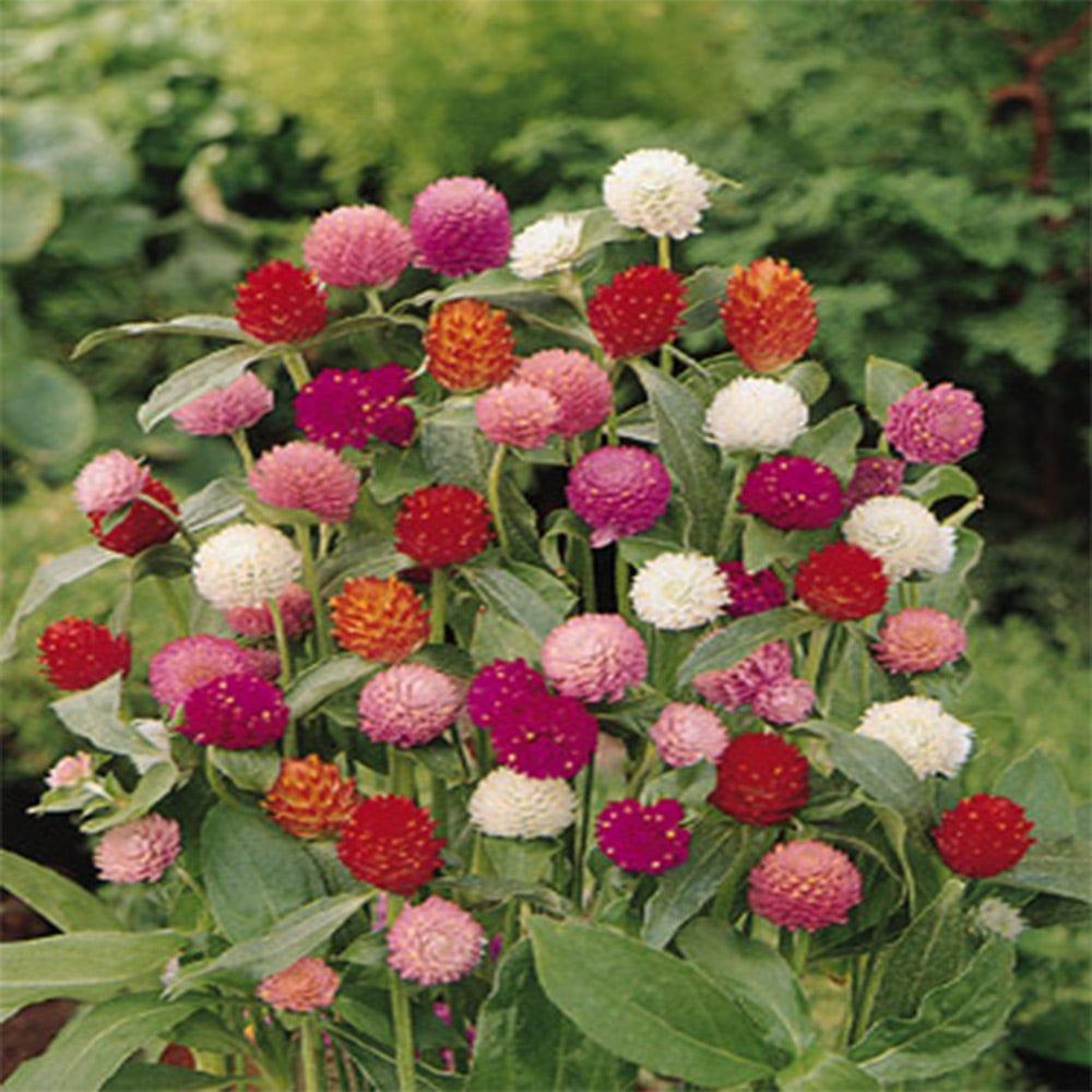 Gomphrena-mixed-seeds.jpg