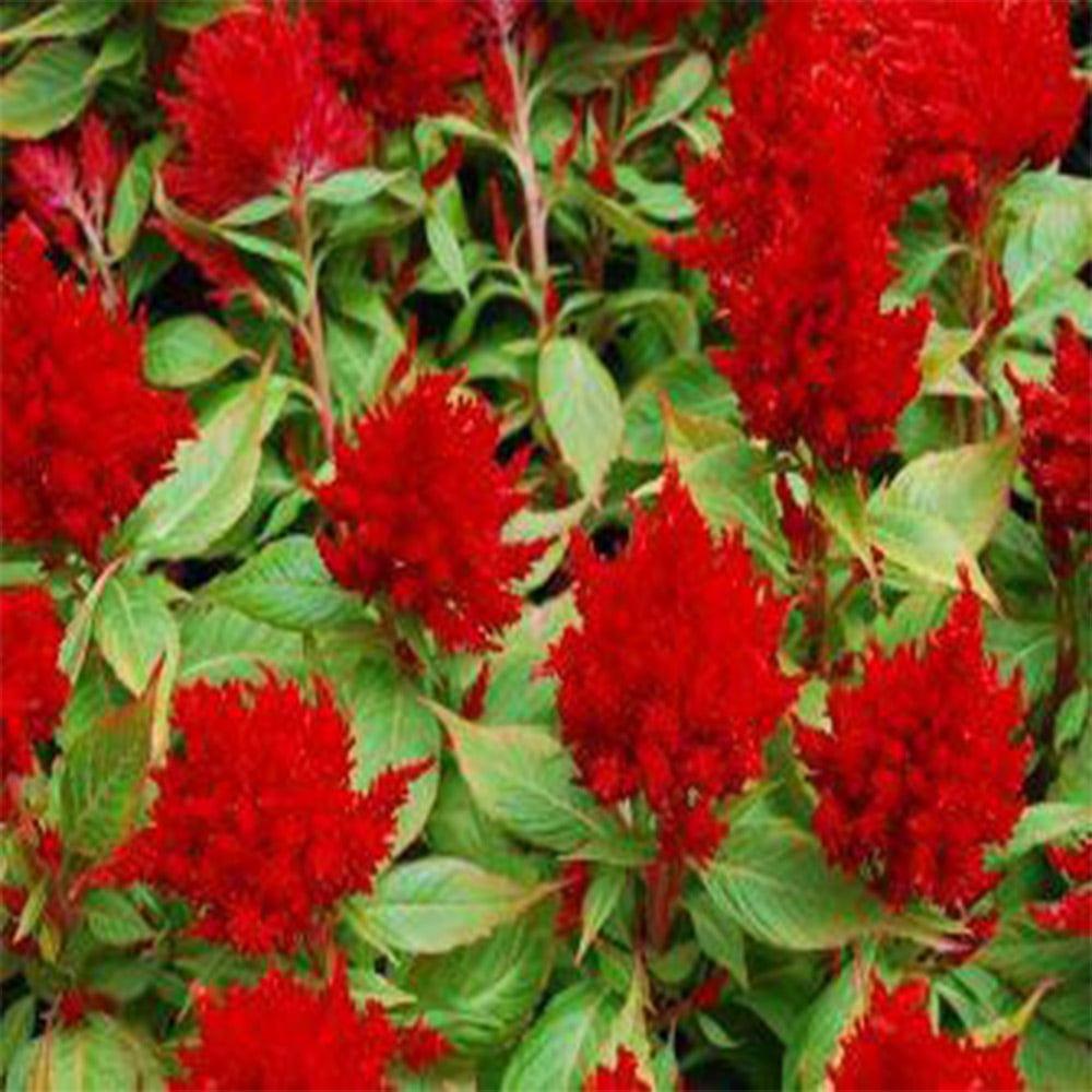 Celosia-Plumosa-red.jpg