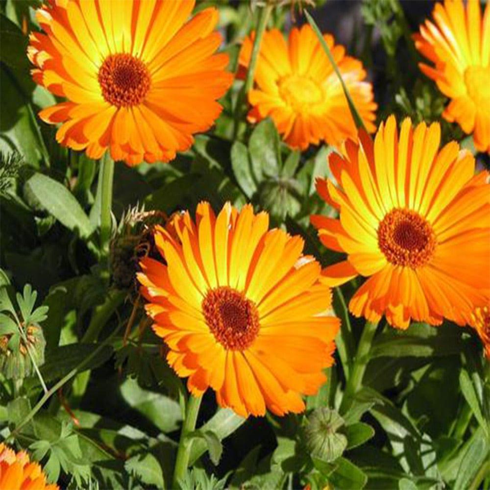 Calendula-seeds.jpg