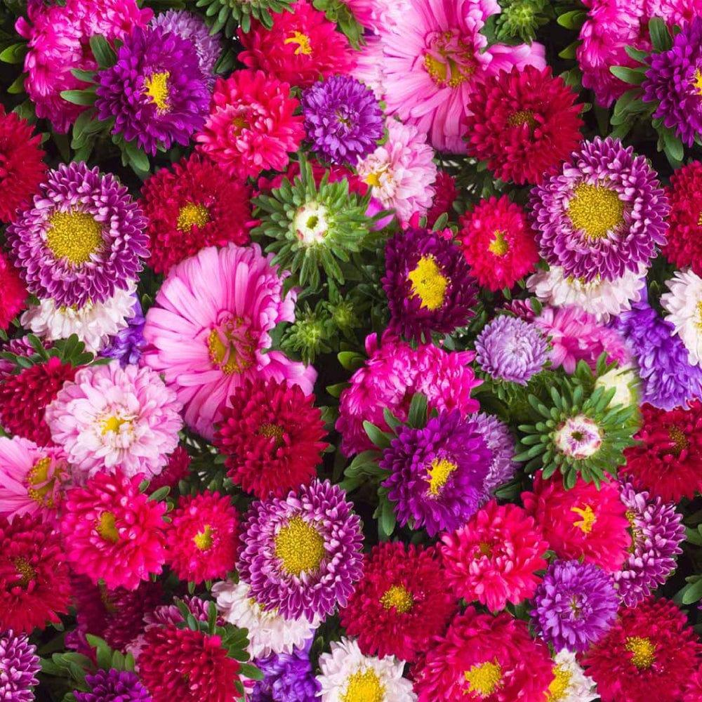 aster-mixed-seeds-op.jpg