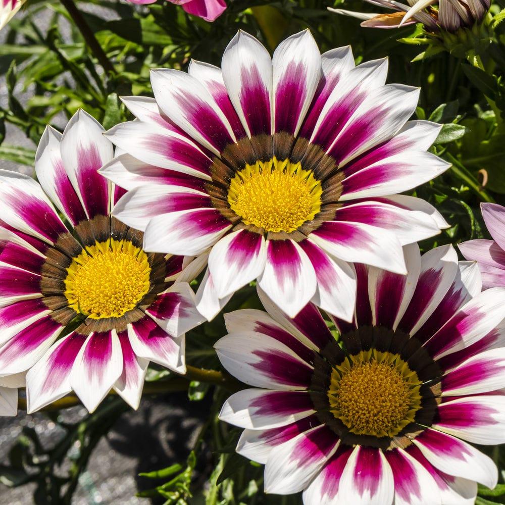 Gazania_983e6707-34ca-4722-964b-fcb14b5a780d.jpg