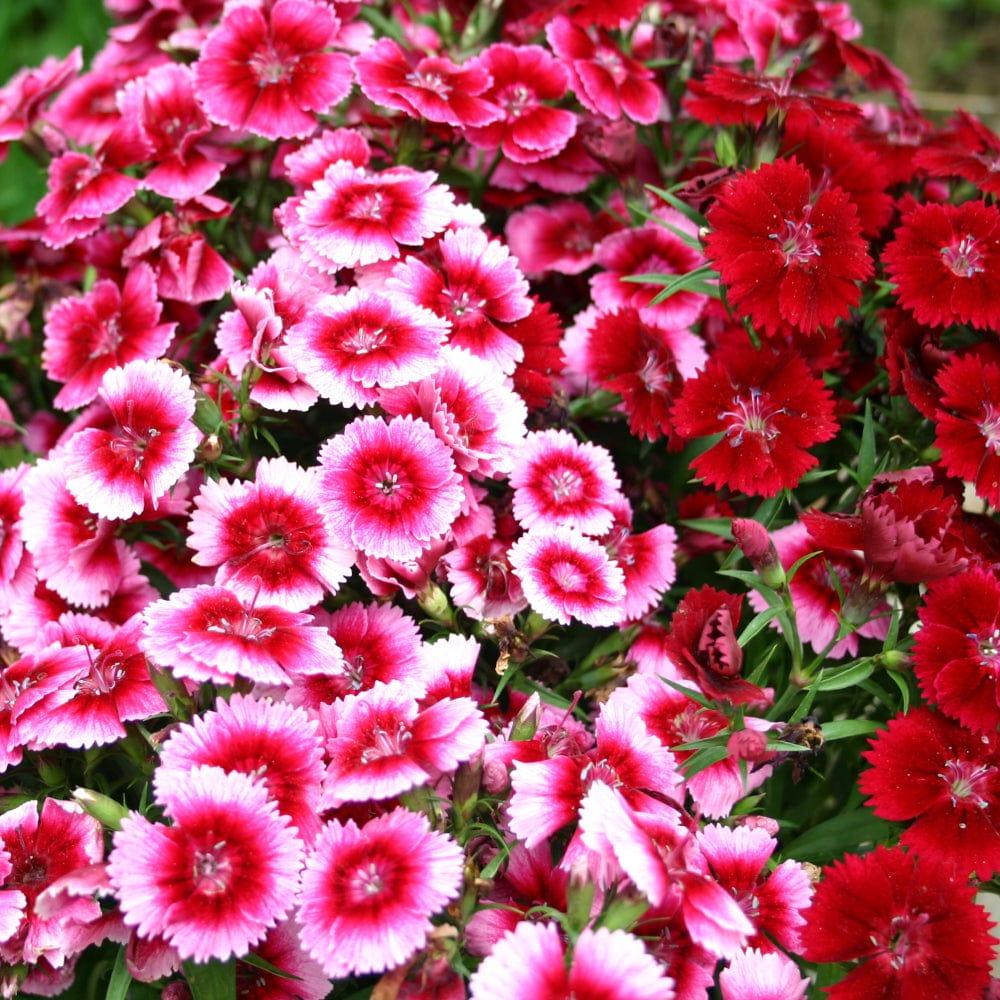 Sweet-William.jpg