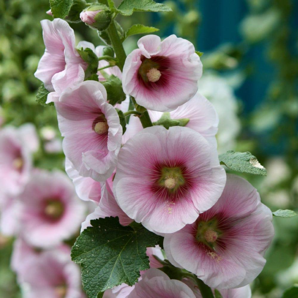 Hollyhock_50d87cfd-bcd2-4a29-83c1-224be6934495.jpg
