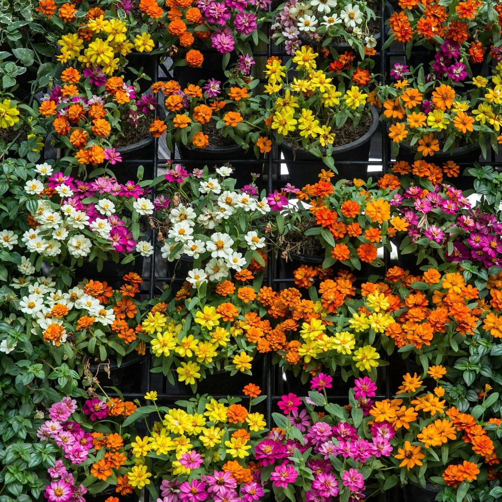 bigstock-Vertical-Garden-Green-Plant-An-213737683_d07fb50c-3ca4-4fe3-945f-475233a9129e.jpg