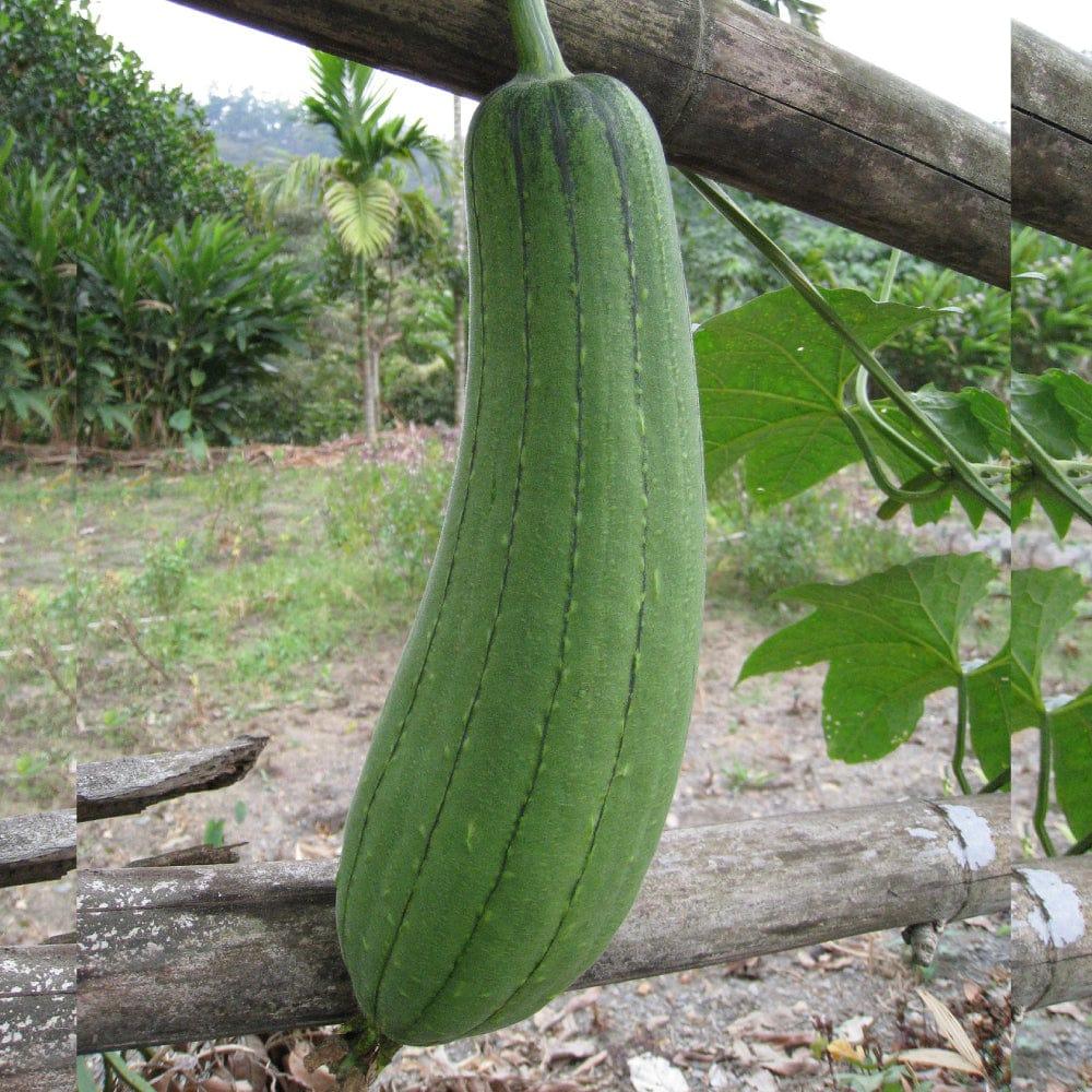 Sponge_Gourd_6b9f81b1-d39d-4c41-a279-07a1b888b7ec.jpg