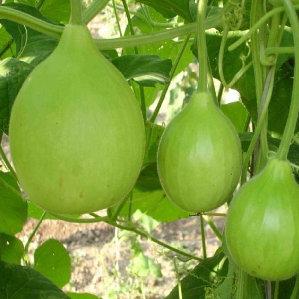latughiya-seed_1.jpg