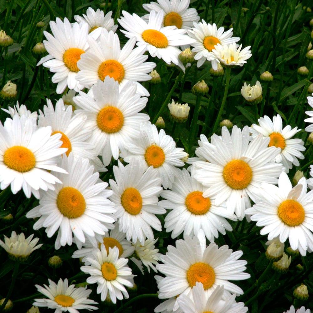 Daisy_9920158b-4ca9-4c16-9e96-b6c6caccd1ff.jpg