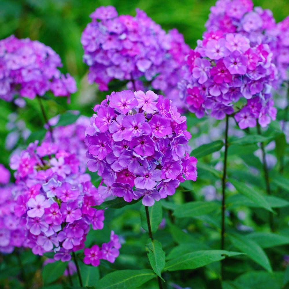 Phlox.jpg