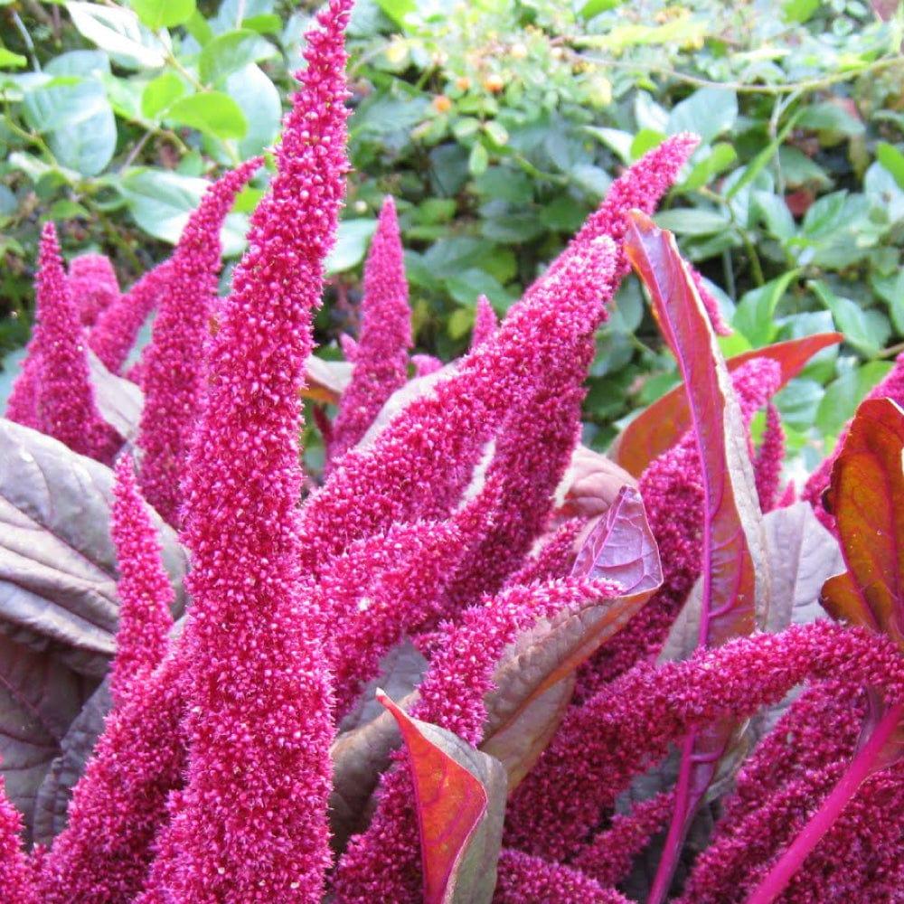 Amaranthus-Pink.jpg