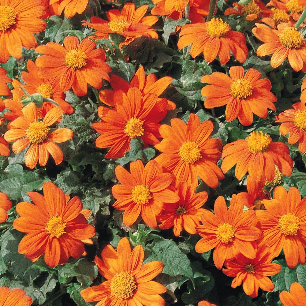 Tithonia.jpg