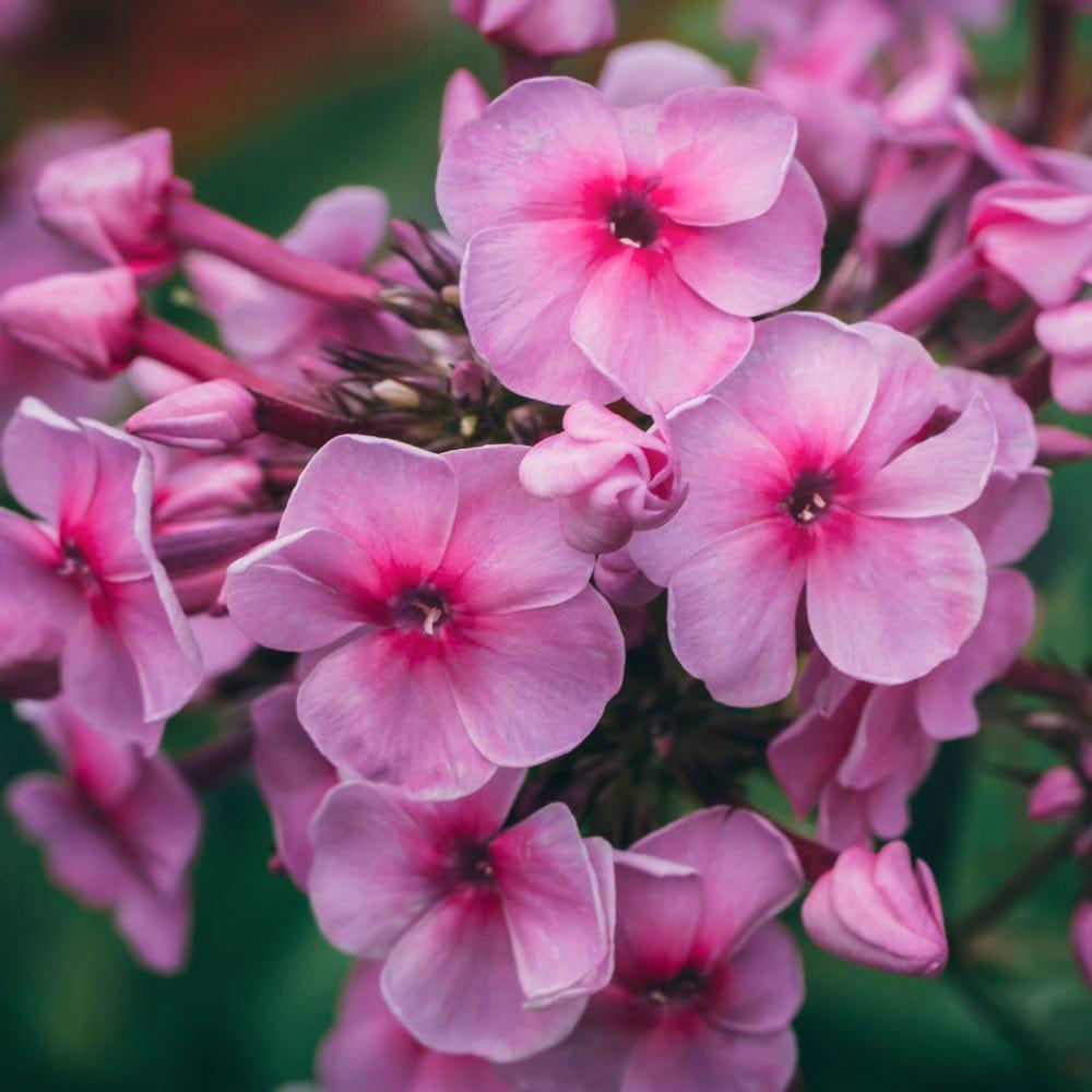 Verbena_8a89b832-b1fe-407c-b69e-45ac0667f04b.jpg