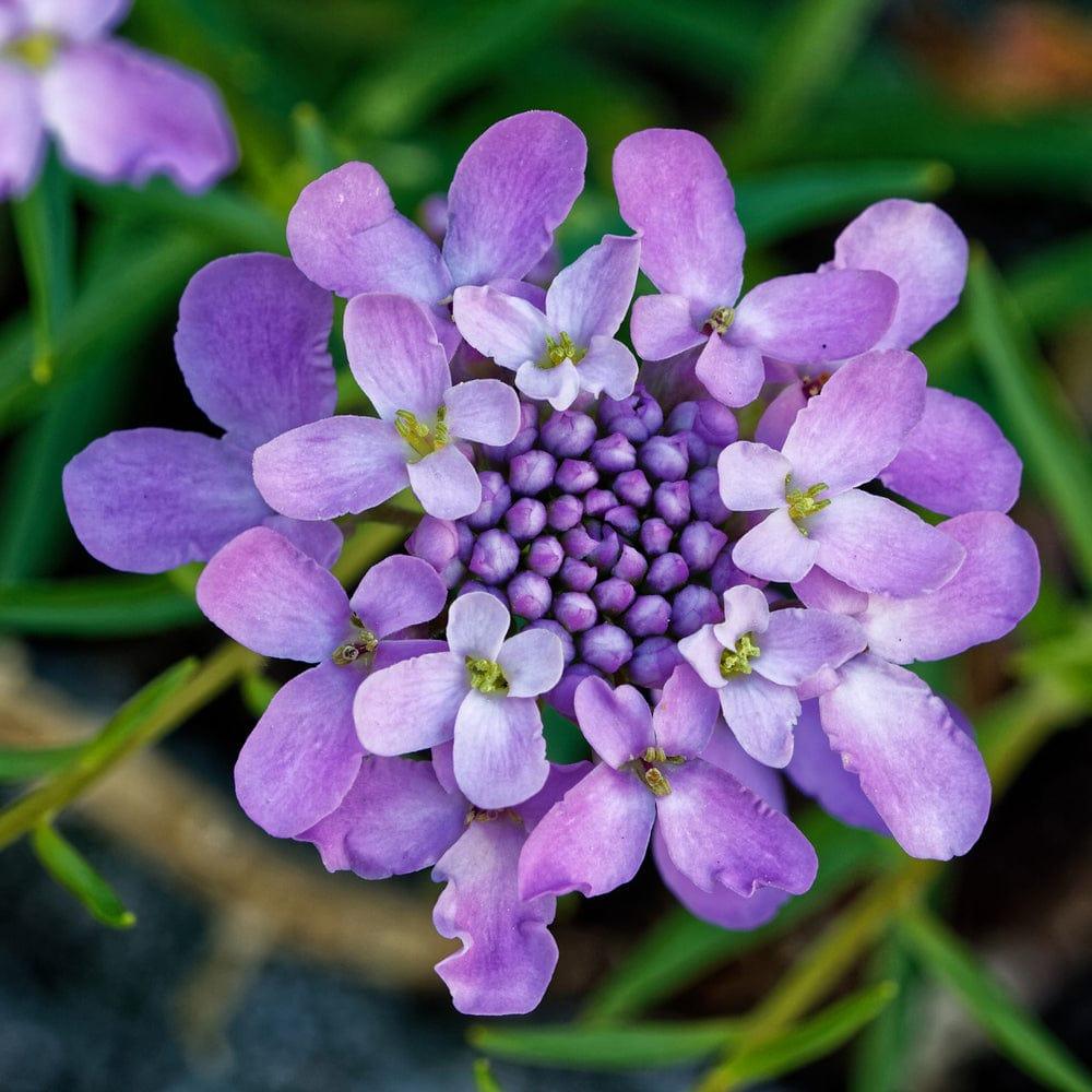 Candytuft_45503385-aee9-4717-8c33-580cb734b165.jpg