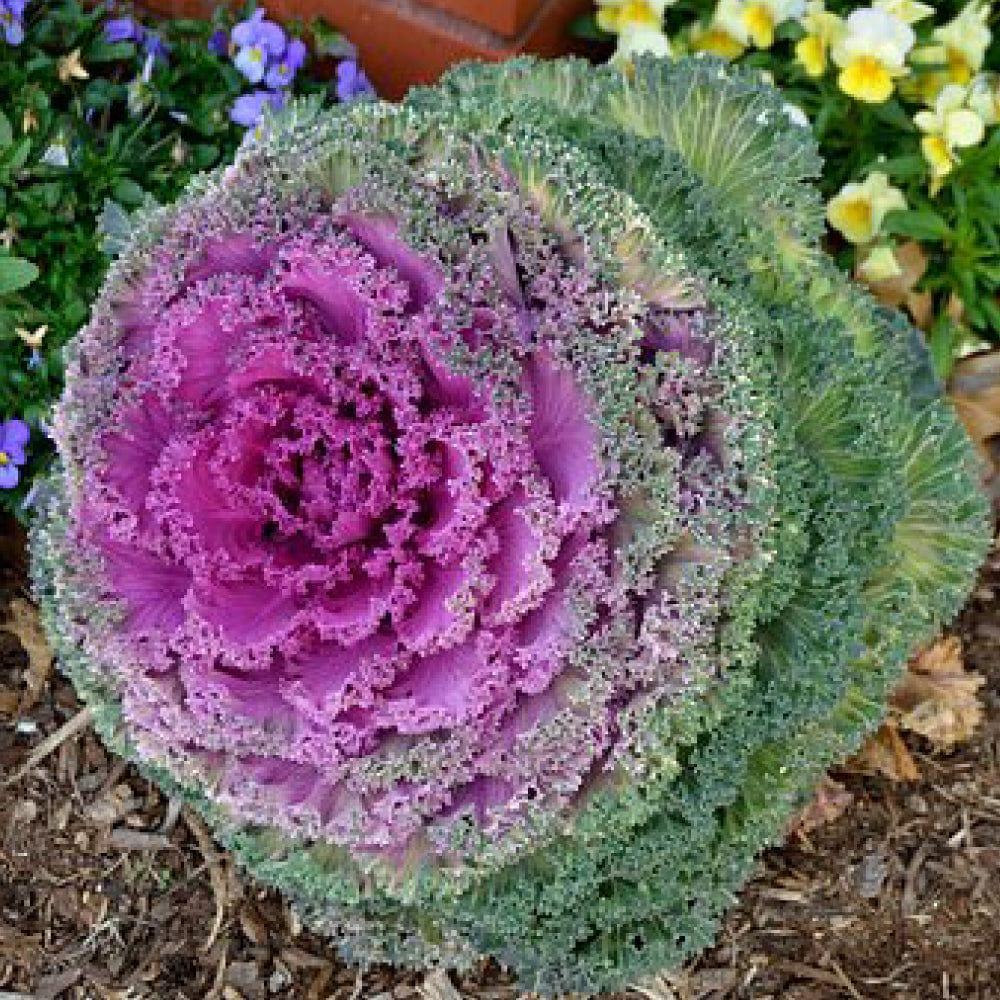 Flowering-Kale_6afafda4-d40b-445b-98ab-cb582d2faf5d.jpg