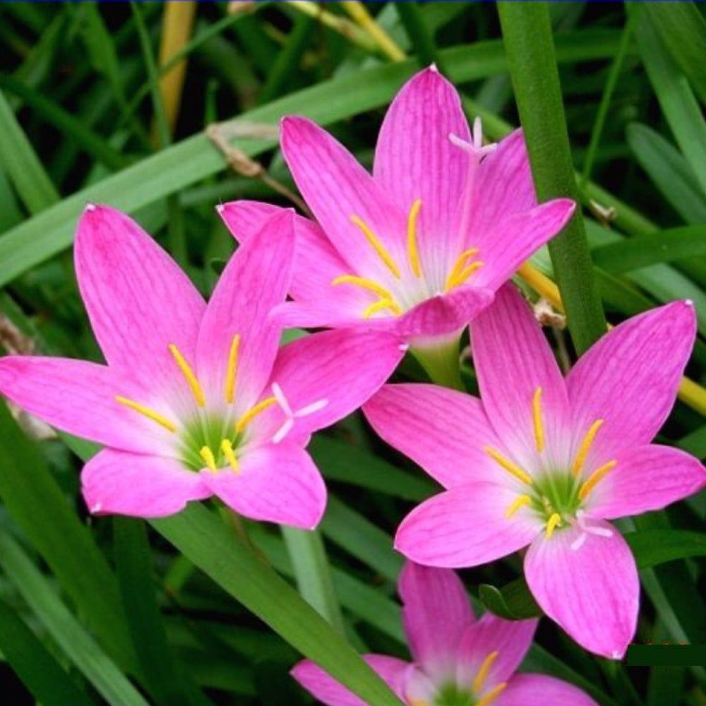 Zephyranthes.jpg