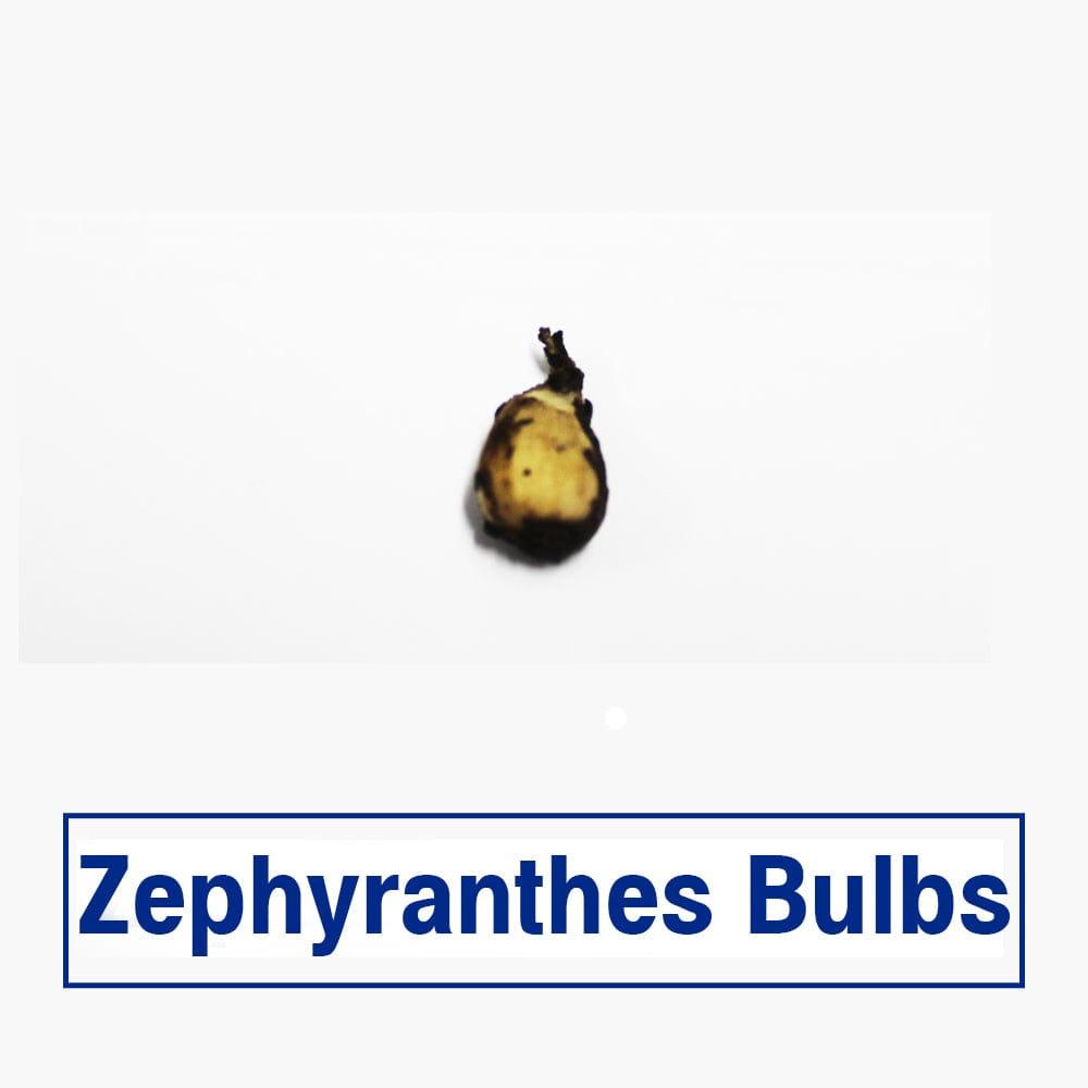 Zephyranthes_Bulbs_2120310d-c9b5-4bf3-9465-0082aa037efb.jpg