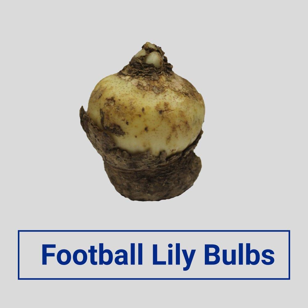 Football-_Lilly_Bulbs.jpg